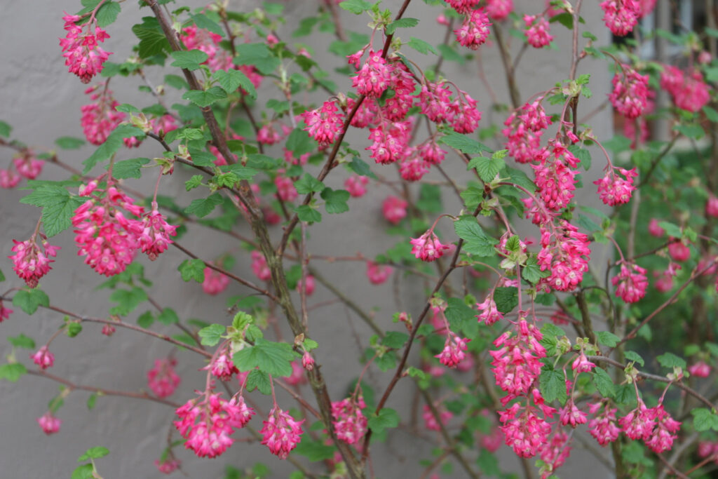 Ribes sanguineum v. sanguineum 'Elk River Red' - red flowering currant