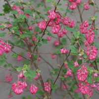 Ribes sanguineum v. sanguineum 'Elk River Red' - red flowering currant