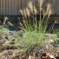 Elymus elymoides