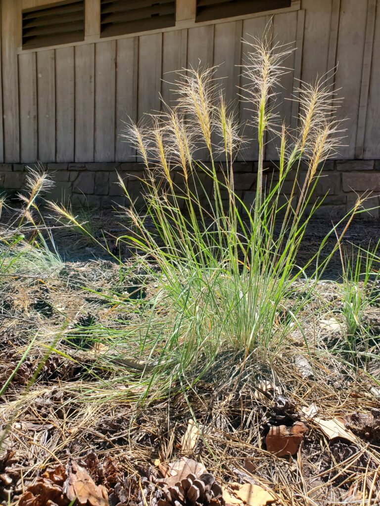 Elymus elymoides - squirrel-tail grass