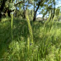 Elymus glaucus