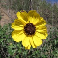 Encelia californica