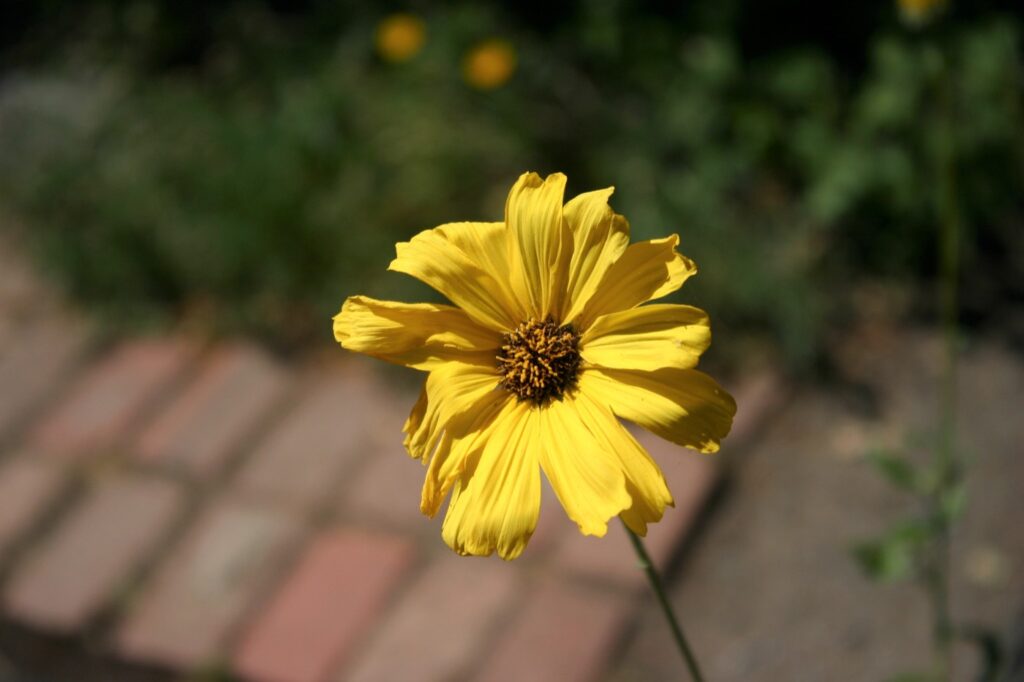 Encelia californica 'El Dorado' - bush sunflower