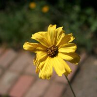 Encelia californica ‘El Dorado’
