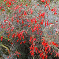 Epilobium canum ‘Catalina’