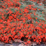 Epilobium canum 'Cloverdale' - California fuchsia
