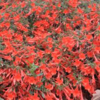 Epilobium canum ‘Cloverdale’