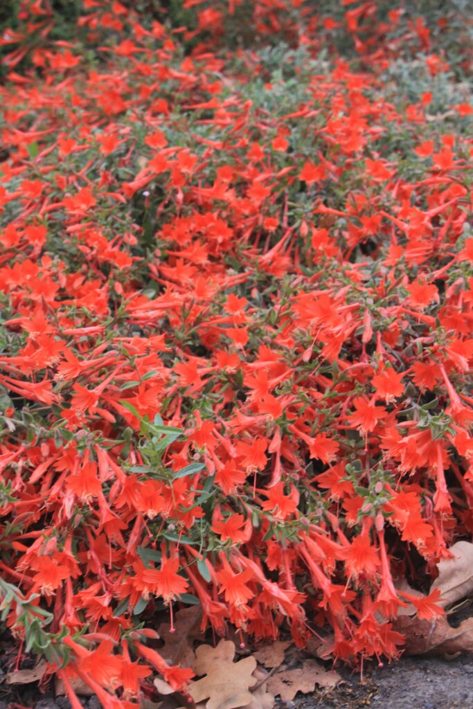 Epilobium canum 'Cloverdale' - California fuchsia