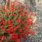 Epilobium canum 'Everett's Choice' - California fuchsia