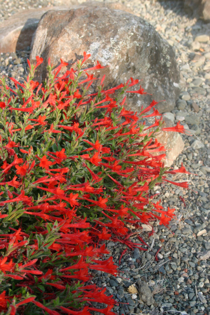 Epilobium canum 'Everett's Choice' - California fuchsia