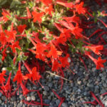 Epilobium canum 'Everett's Choice' - California fuchsia