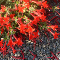 Epilobium canum ‘Everett’s Choice’
