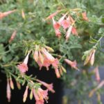Epilobium canum 'Marin Pink' - California fuchsia