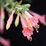 Epilobium canum 'Marin Pink' - California fuchsia