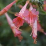 Epilobium canum 'Marin Pink' - California fuchsia