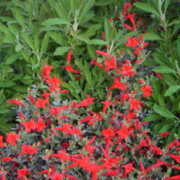 Epilobium septentrionale ‘Select Mattole’