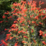 Epilobium septentrionale 'Select Mattole' - California fuchsia