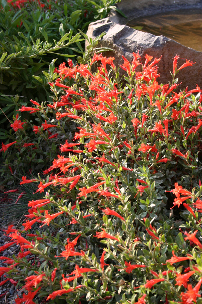 Epilobium septentrionale 'Select Mattole' - California fuchsia