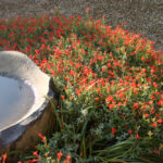 Epilobium septentrionale 'Select Mattole' - California fuchsia
