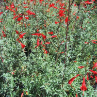 Epilobium canum ‘Bowman’s Hybrid’