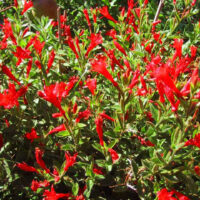 Epilobium canum ‘Brilliant Smith’