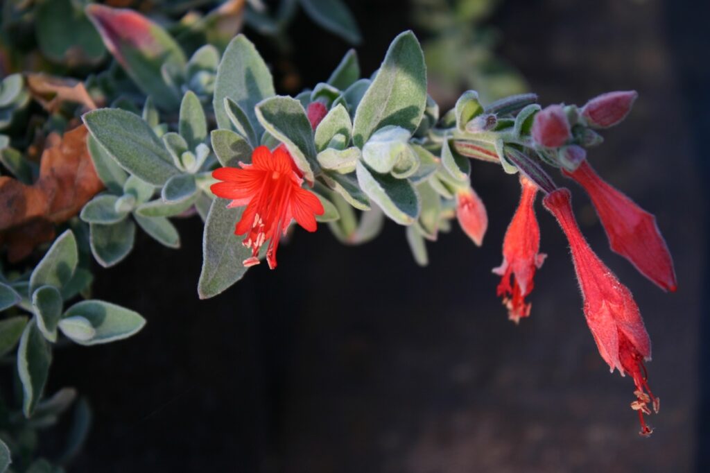 Epilobium canum 'Calistoga' - California fuchsia