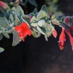 Epilobium canum 'Calistoga' - California fuchsia