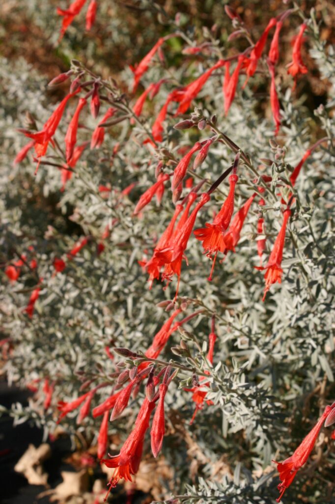 Epilobium 'Chaparral Silver' - California fuchsia