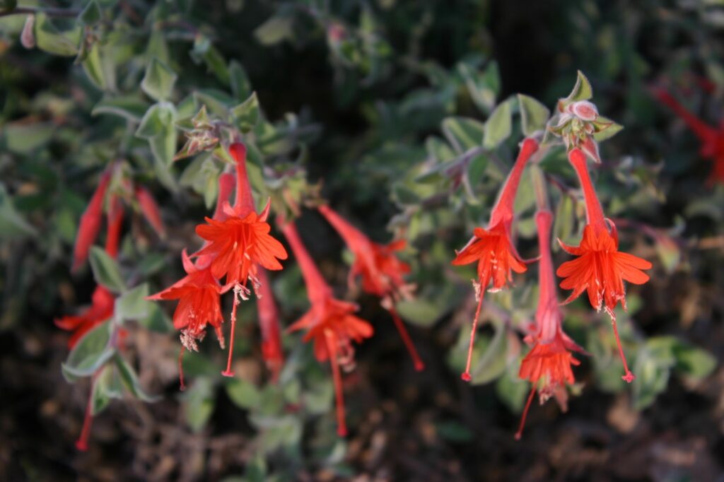 Epilobium canum 'Cloverdale' - California fuchsia