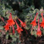 Epilobium canum 'Cloverdale' - California fuchsia