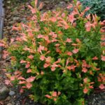 Epilobium canum 'Coral Canyon' - California fuchsia