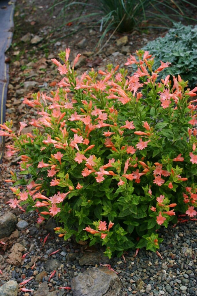 Epilobium canum 'Coral Canyon' - California fuchsia
