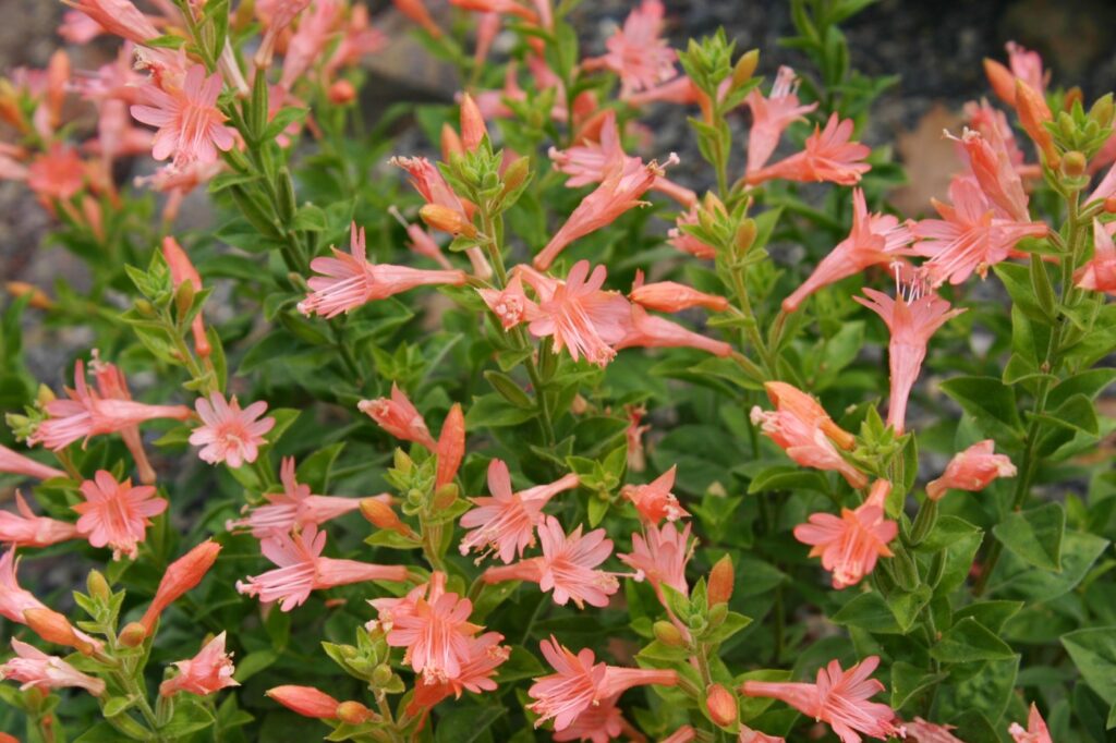 Epilobium canum 'Coral Canyon' - California fuchsia