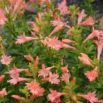 Epilobium canum 'Coral Canyon' - California fuchsia