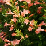 Epilobium canum 'Coral Canyon' - California fuchsia