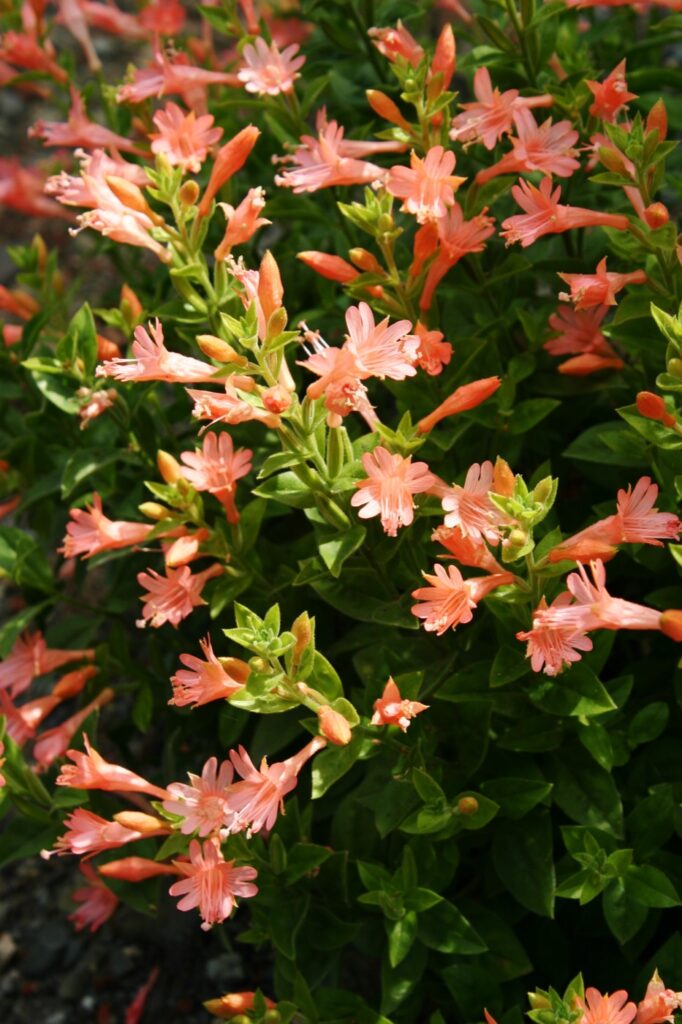 Epilobium canum 'Coral Canyon' - California fuchsia