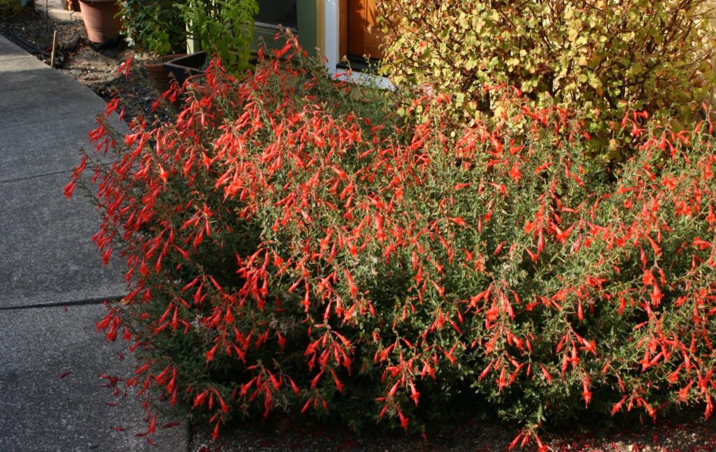 Epilobium canum 'Liz's Choice' - California fuchsia