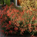 Epilobium canum 'Liz's Choice' - California fuchsia