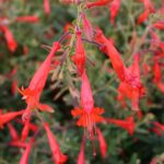 Epilobium canum 'Liz's Choice' - California fuchsia