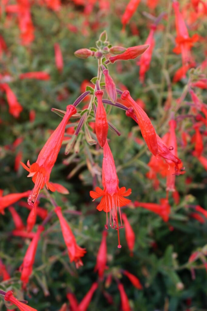 Epilobium canum 'Liz's Choice' - California fuchsia