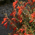 Epilobium canum 'Liz's Choice' - California fuchsia