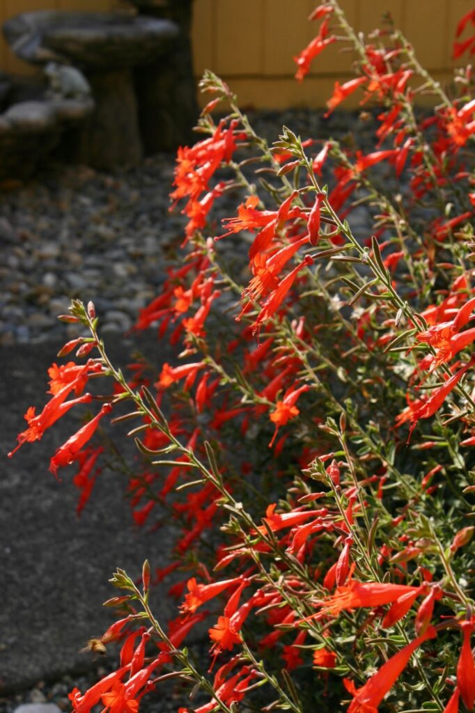 Epilobium canum 'Liz's Choice' - California fuchsia