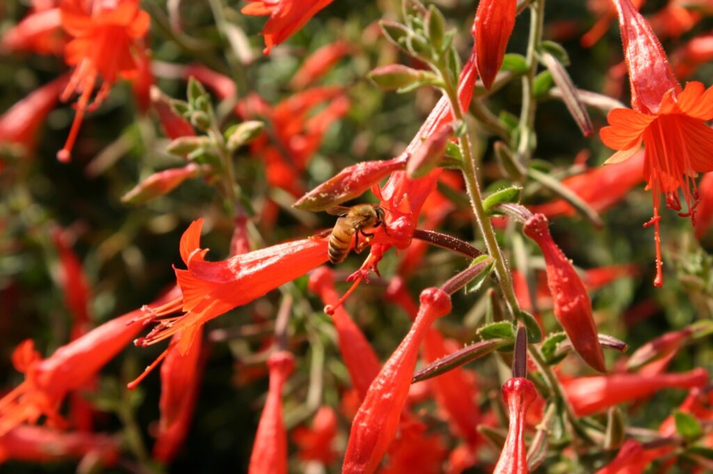 Epilobium canum 'Liz's Choice' - California fuchsia