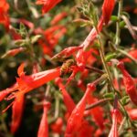 Epilobium canum 'Liz's Choice' - California fuchsia