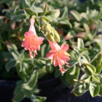 Epilobium canum ‘Marin Pink’