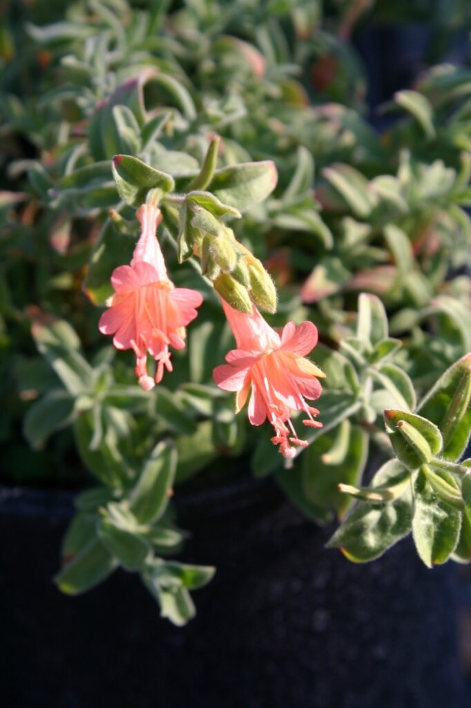Epilobium canum 'Marin Pink' - California fuchsia