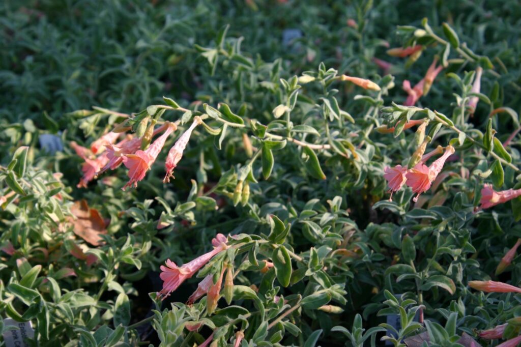 Epilobium canum 'Marin Pink' - California fuchsia