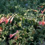 Epilobium canum 'Marin Pink' - California fuchsia