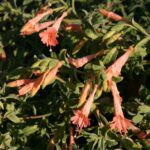 Epilobium canum 'Marin Pink' - California fuchsia