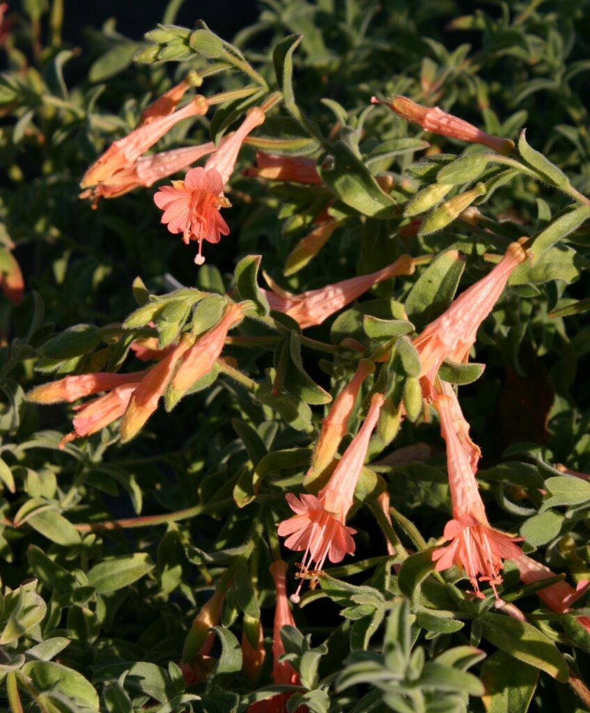 Epilobium canum 'Marin Pink' - California fuchsia